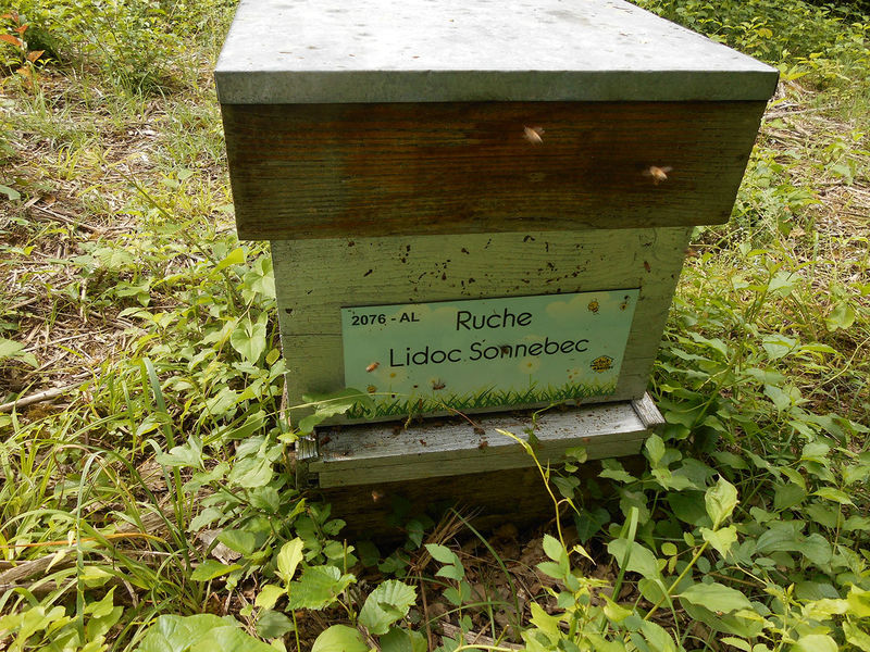 La ruche Lidoc Sonnebec